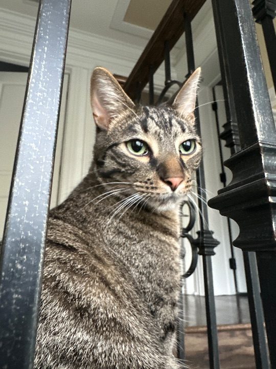 Hermes, lost cat, Tabby