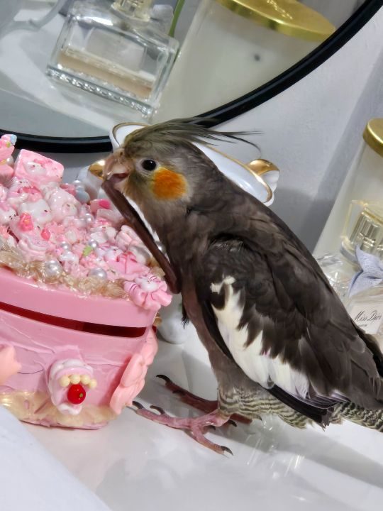 Rosie, lost bird, Cockatiel