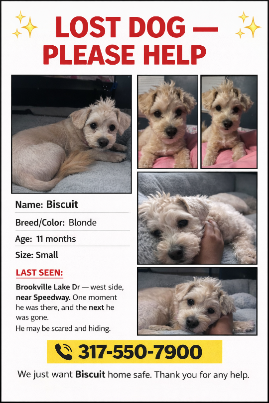 Biscuit, lost dog, Maltese