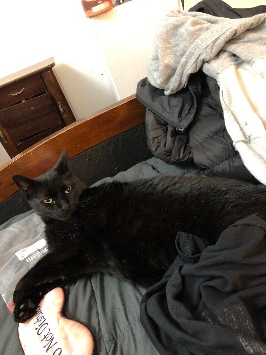 Thomas/Tom, lost cat, Cat