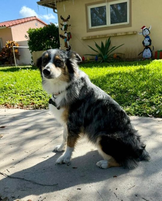 Gaia, lost dog, Australian shepherd