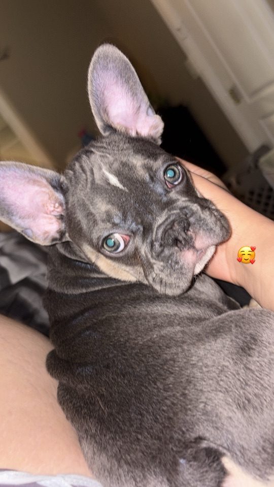 Gabby, lost dog, French bull dog