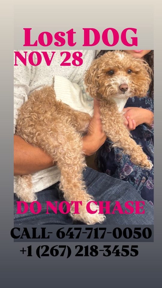 Bailey, lost dog, Toy poodle