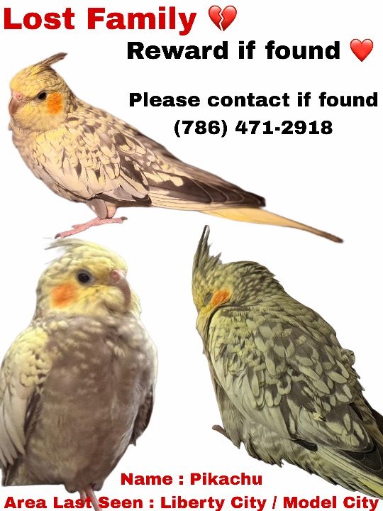 Pikachu, lost bird, Cockatiel