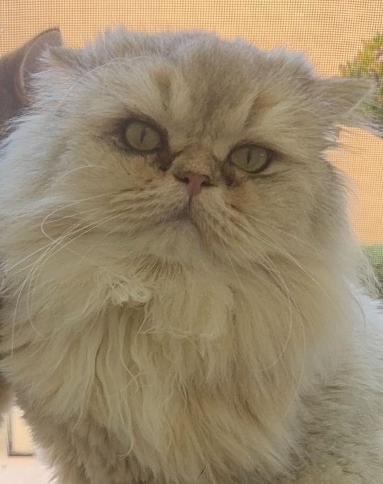 ASLAN, lost cat, British Longhair