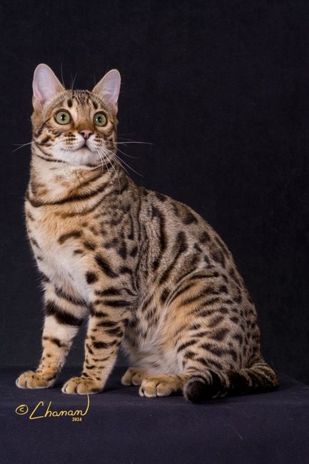 Solo, lost cat, Bengal