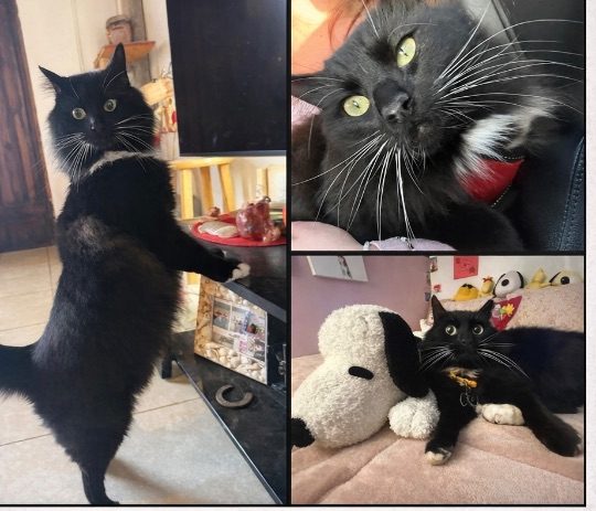 Socks, lost cat, Domestic long hair, tuxedo-cat