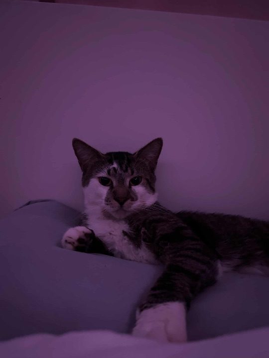 Juno, lost cat, n/a