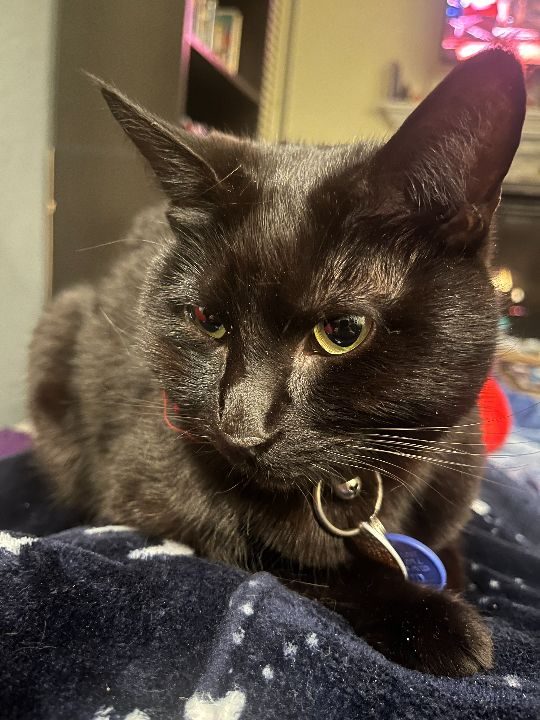 Phryne, lost cat, Domestic Shorthair