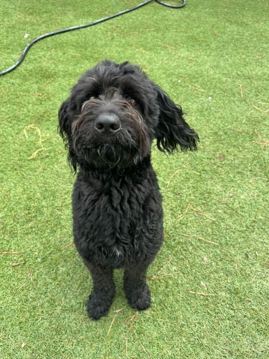 Ciaran, lost dog, Aussie Doodle