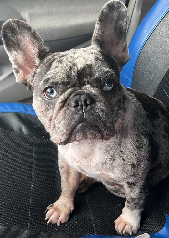 Coqueta, lost dog, Frenchie