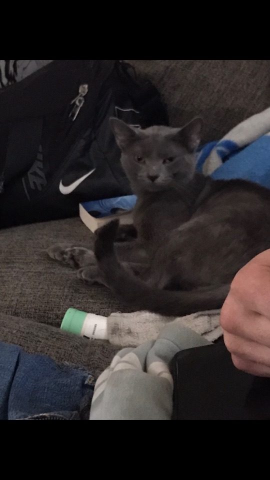 Smokey, lost cat, Russian bule