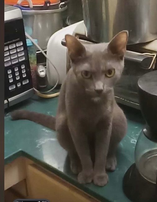 Little Fella, lost cat, Russian blue