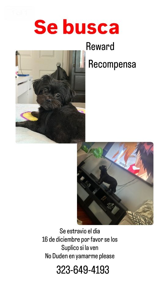 Kira, lost dog, Small