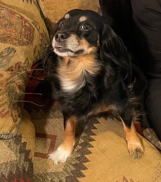 Chloe, lost dog, Dachshund, long haired, mix