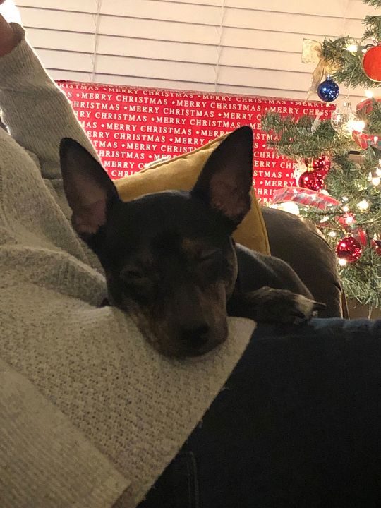 Ellie, lost dog, Rat Terrier