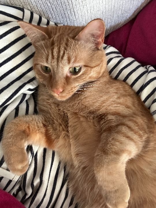 Pippin, lost cat, American Shorthair