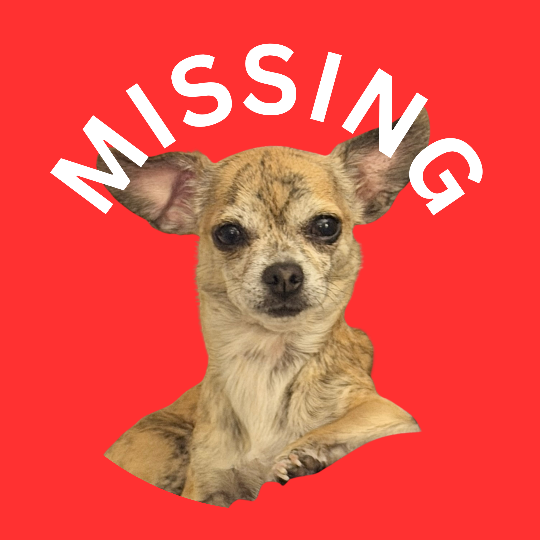 COCO, lost dog, CHIHUAHUA