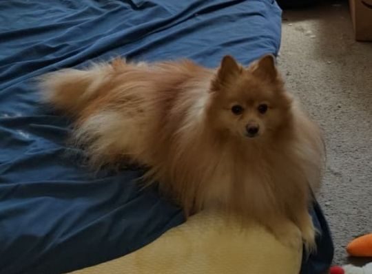 Fanta, lost dog, Pomeranian