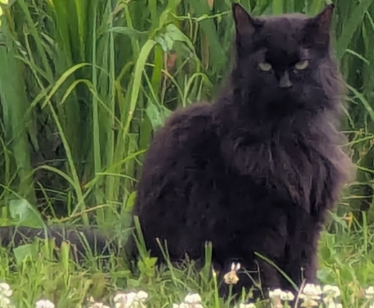 Holly (aka Poots), lost cat, domestic medium hair