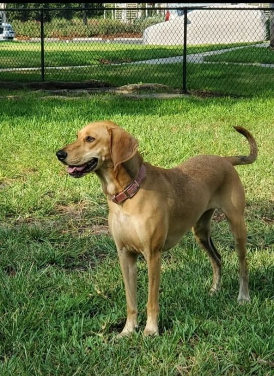 Korra, lost dog, Mix pointer