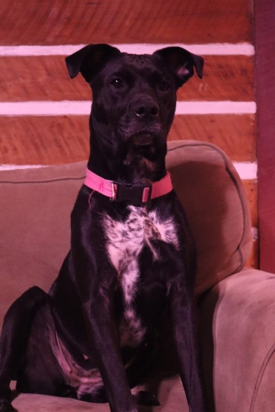 Noko, lost dog, Boxer/blue heeler (looks like lab)