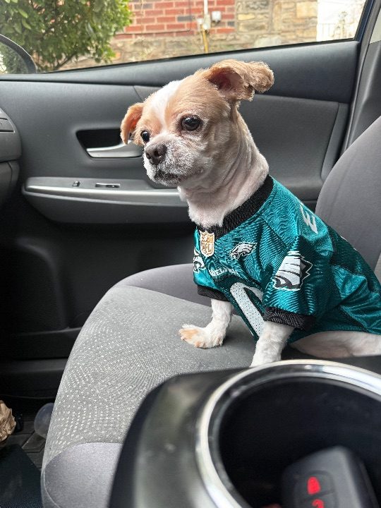 Milo, lost dog, Shi Tzu