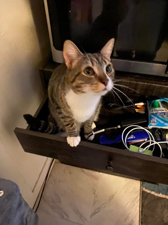 Princess, lost cat, Brown tabby