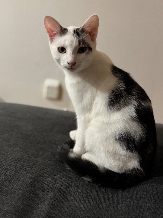 Oliver, lost cat, American shorthair