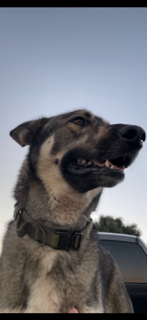 Ranger, lost dog, German Shepherd