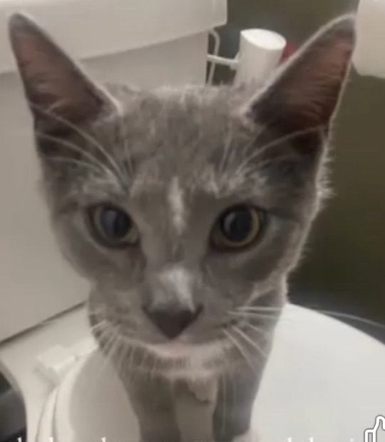 Wimby, lost cat, Silver tuxedo