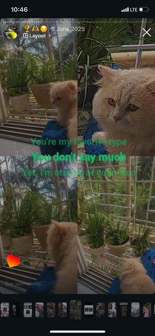 Ginger, lost cat, Persian