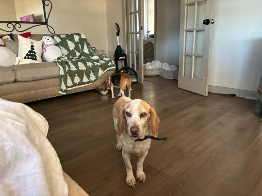 Dexter, lost dog, Hound