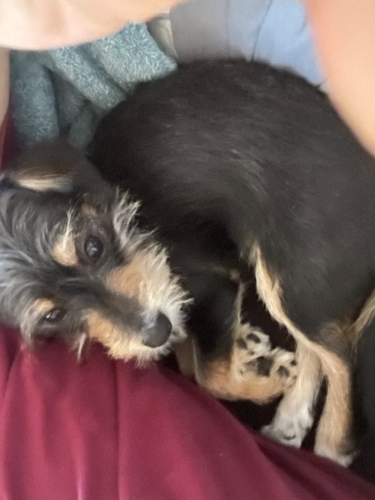 Tercon, lost dog, Chihuahua/Jack Russel terrier mix
