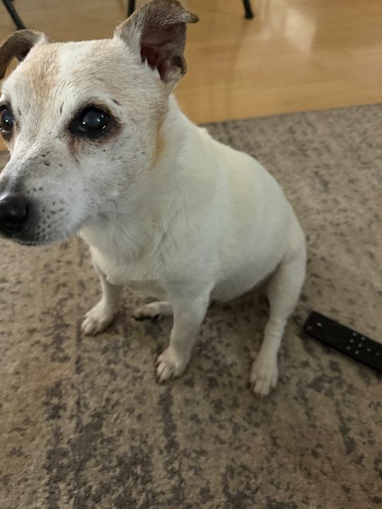 Josie, lost dog, jack russel terrier