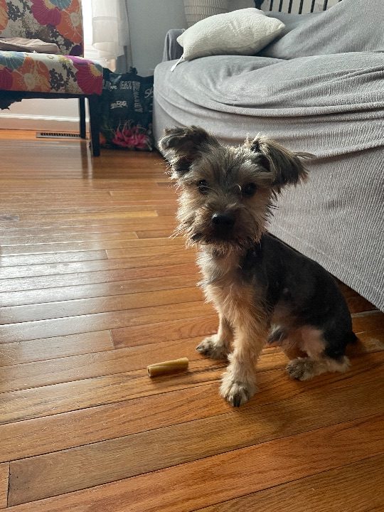 Milo, lost dog, Yorkshire Terrier