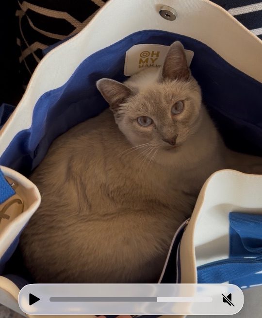 Buster, lost cat, siamese