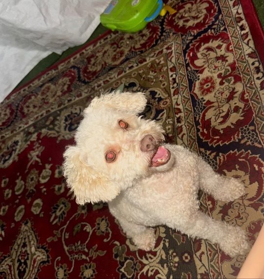 Milo, lost dog, Mutipoo