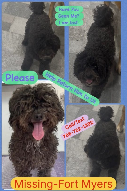 Dash, lost dog, Havanese