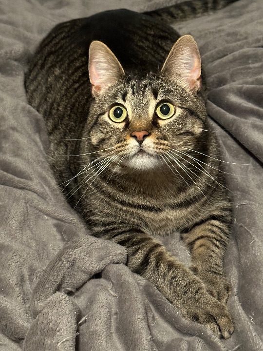 Chat, lost cat, Tabby