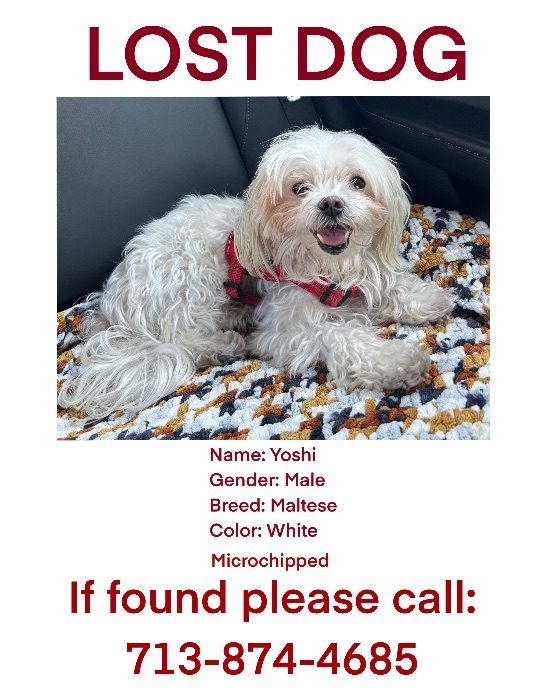 Yoshi, lost dog, Maltese