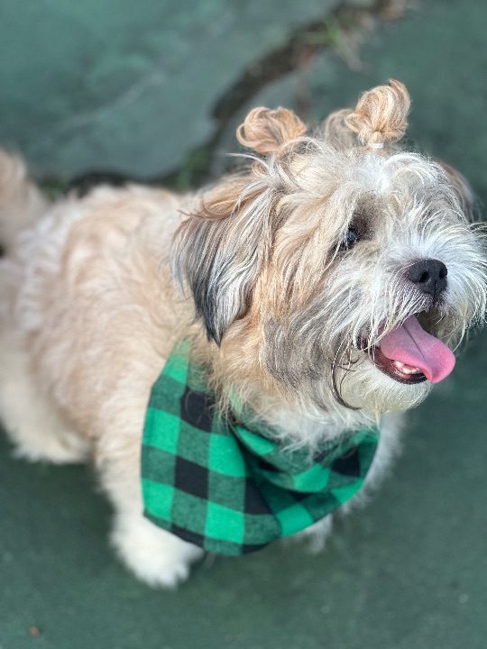 Tabitha, lost dog, Maltese