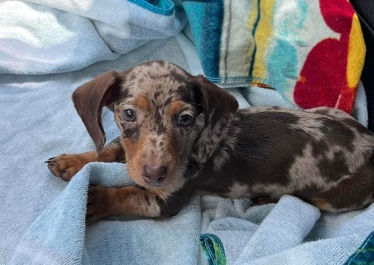 Dutton/Mook, lost dog, Dachshund