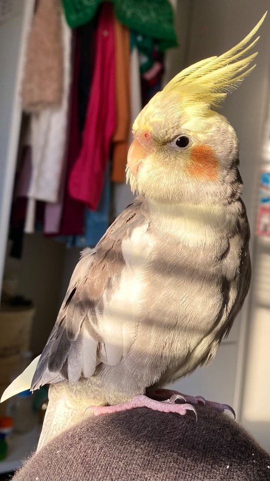 Cucú, lost bird, Cockatiel