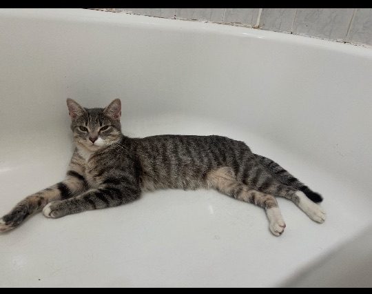 Pip, lost cat, Short hair