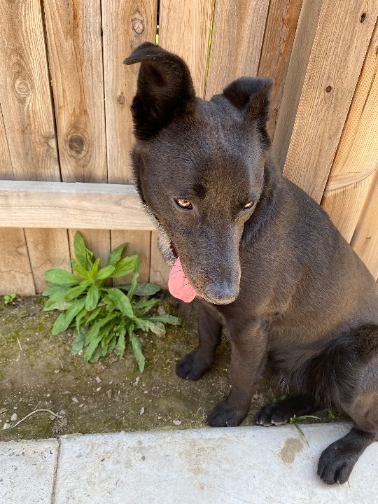 Pulga, lost dog, mixed