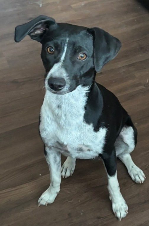 Isla, lost dog, Xoloitzcuintli
