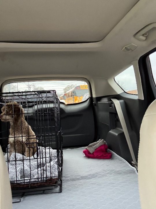 Kit Kat, lost dog, Mini poodle