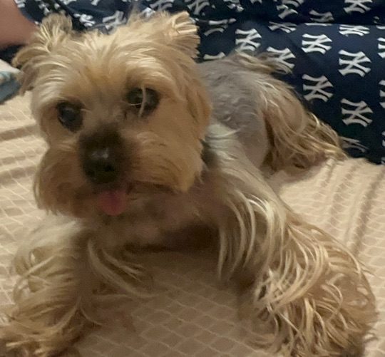 Munchi, lost dog, Yorkie