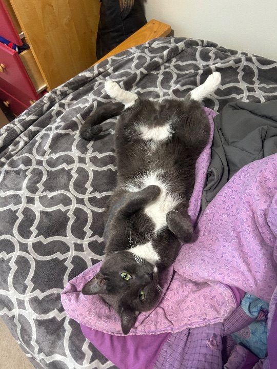 Haku, lost cat, Shorthair
